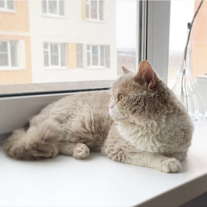Argo’s Legend Guccio, Гуччи