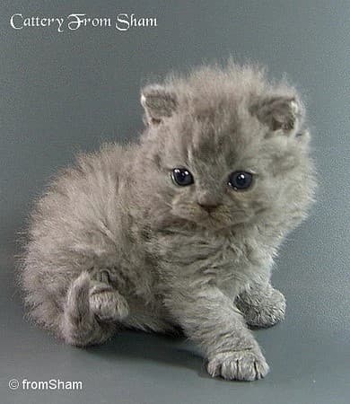 Curly Susy From Sham, Зузи котёнком — кошка, с которой началась история Argo’s Legend