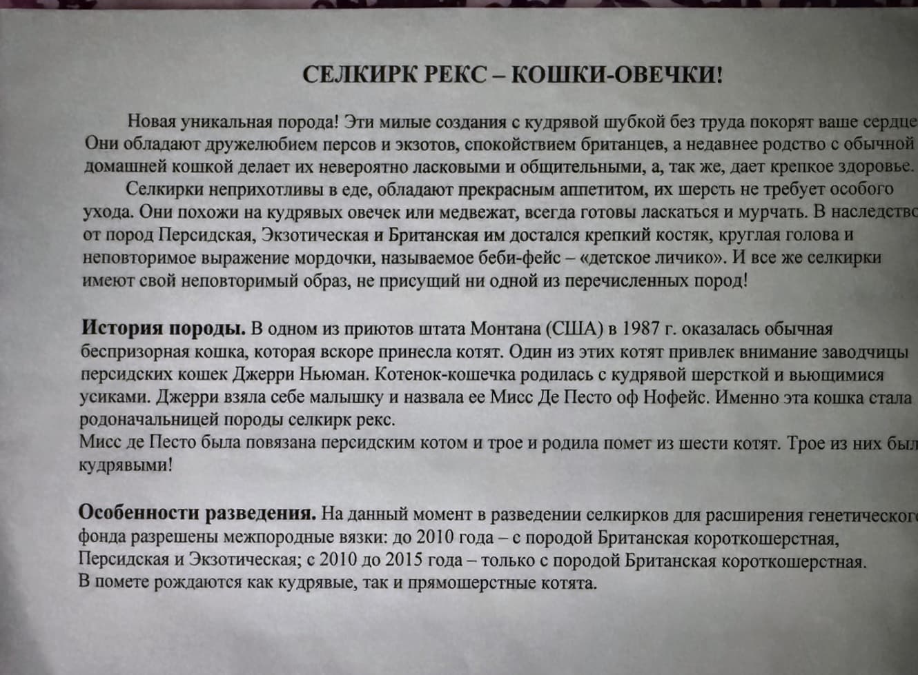 Старая выставочная карточка о селкирк-рексах «Кошки-овечки»