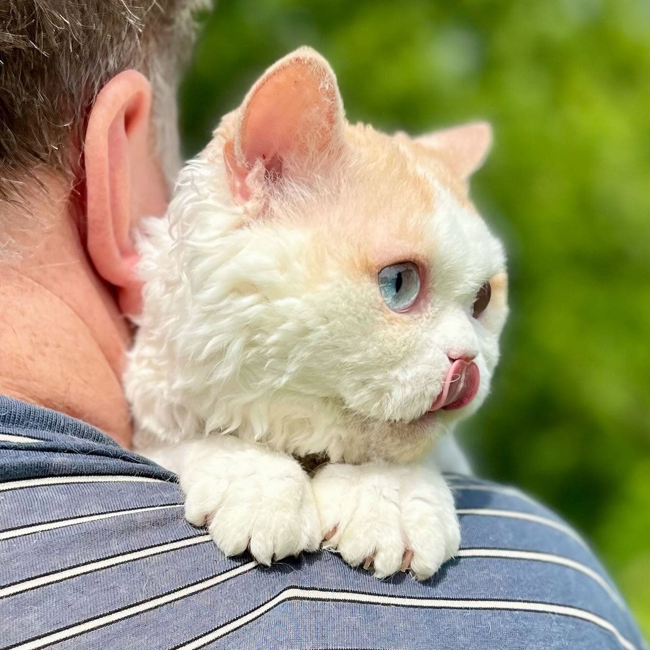 Argos Allada Cat рядом с человеком