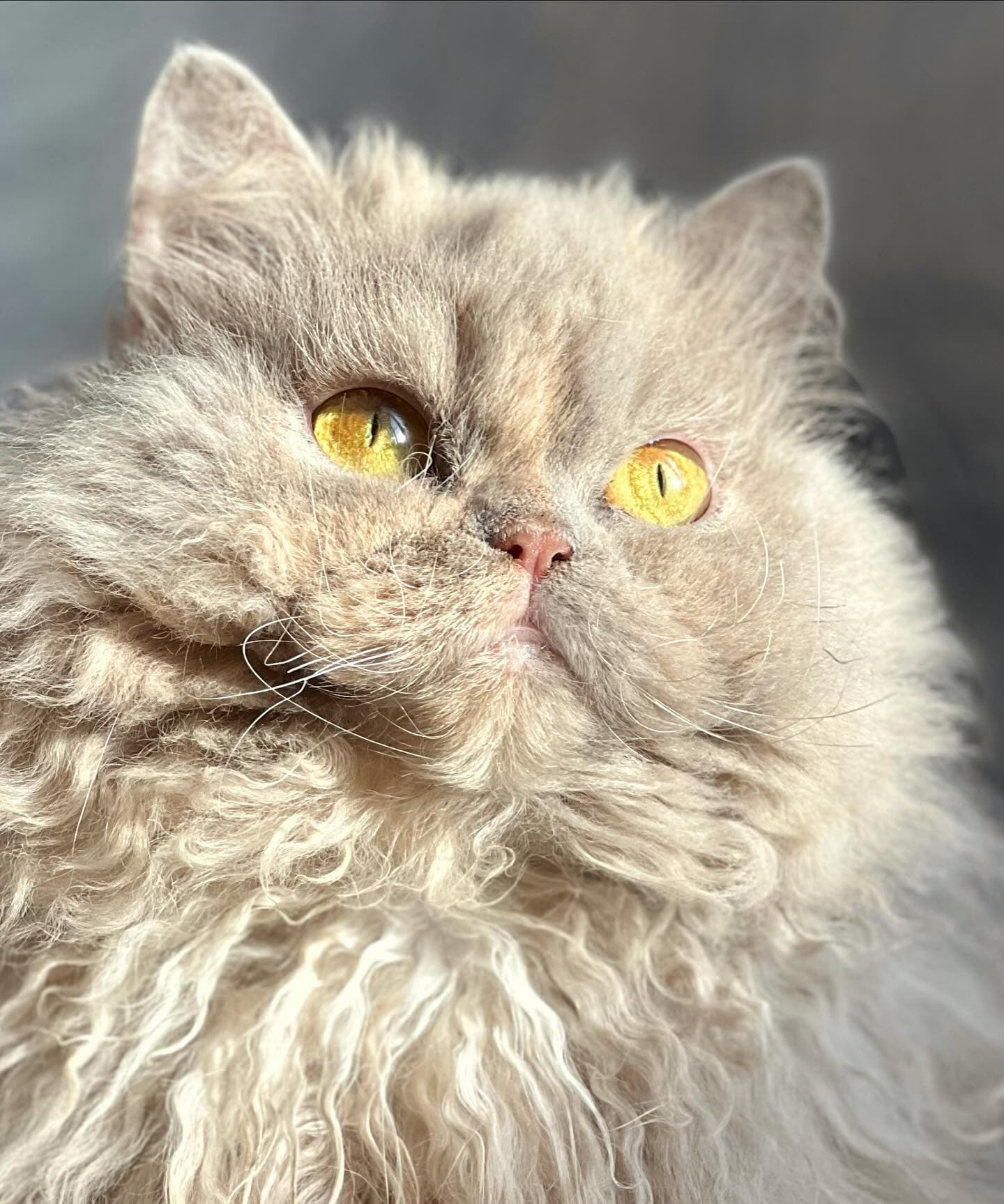 Jasmine — селкирк-рекс Argo’s Legend