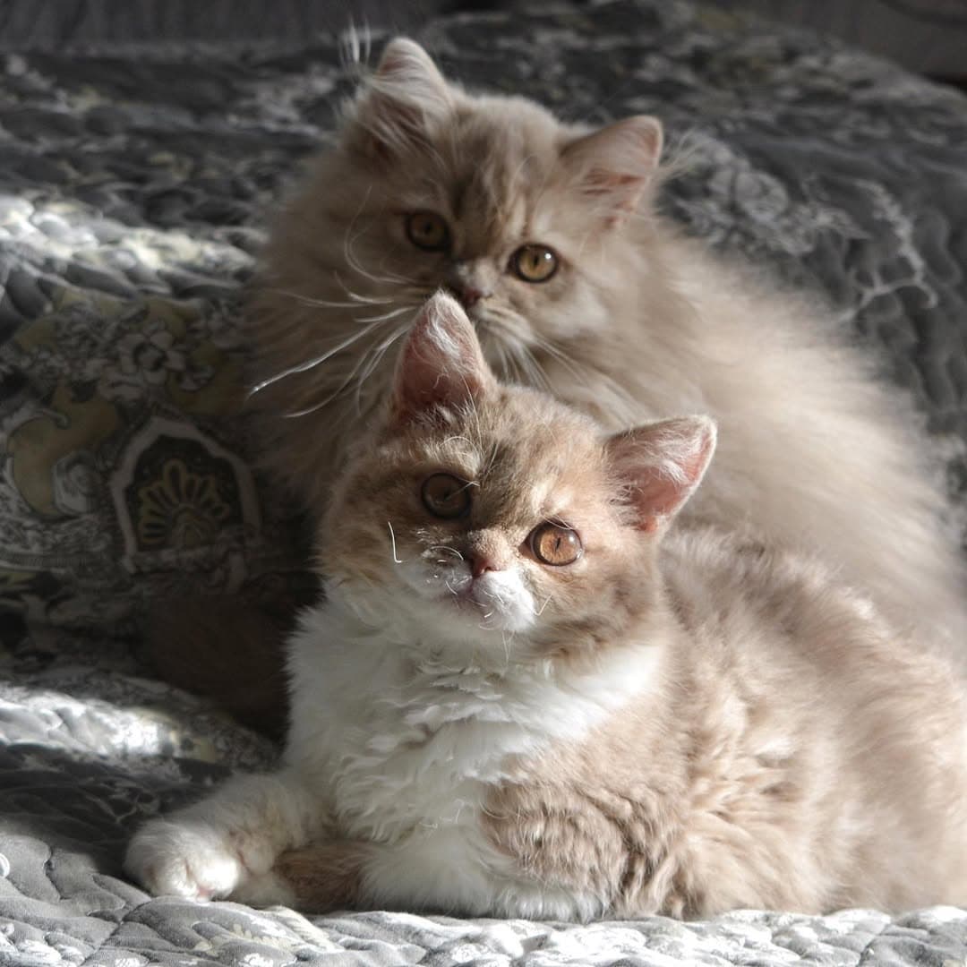 Два разных котёнка из одного дома