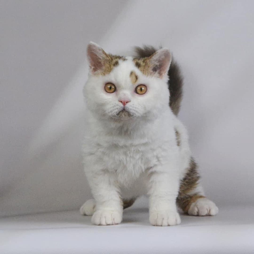 Argo’s Legend Romeo, гетерозиготный селкирк-рекс короткошёрстный