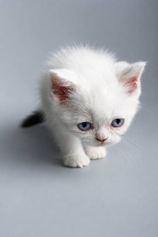 Иллюзион, фотография 3