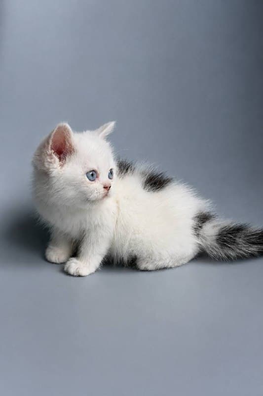 Иллюзион, фотография 5