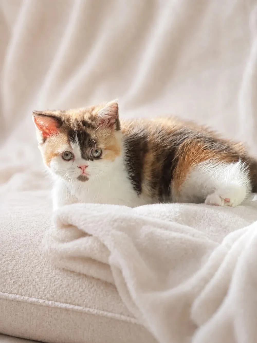 Котёнок Фанта