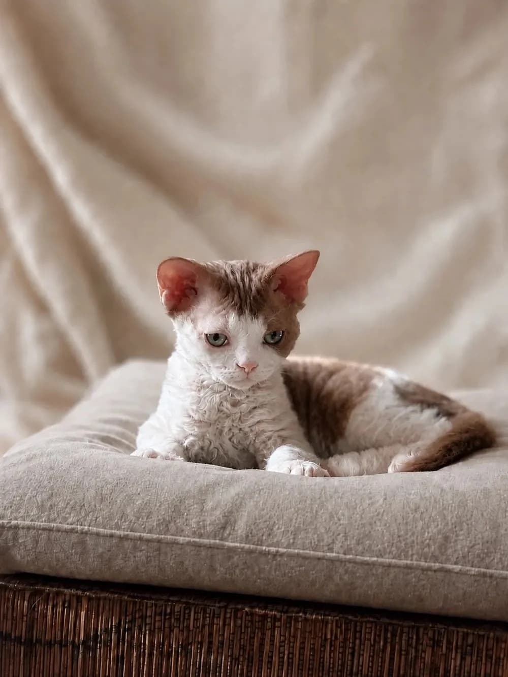 Котёнок Фродо