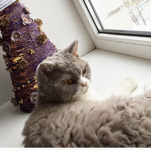 Argo's Legend Curly Eva — Selkirk Rex