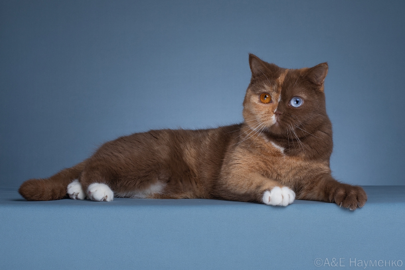 CH ASC Heavenly Eyes Koriza from Sham