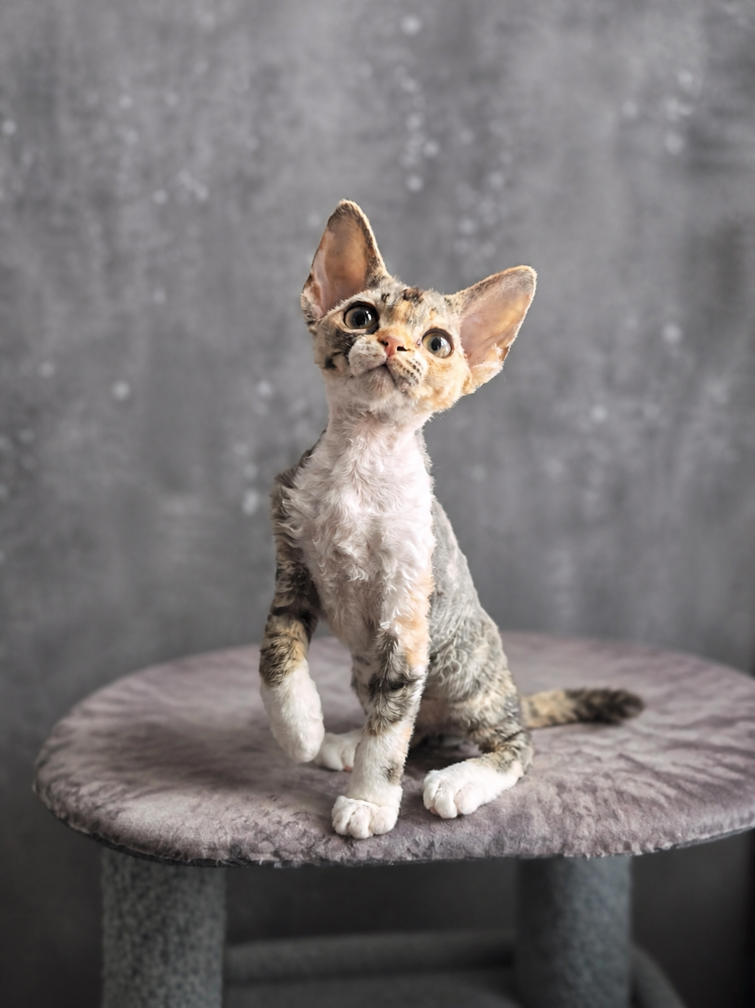 Argo's Legend Fiona — Devon Rex