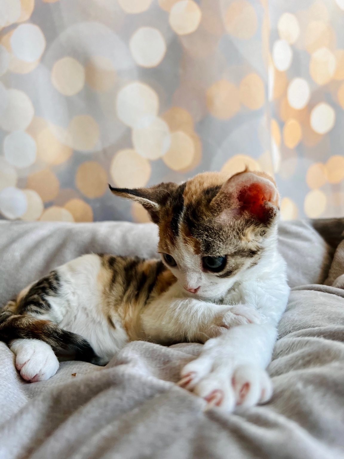 Argo's Legend Crystal — Devon Rex