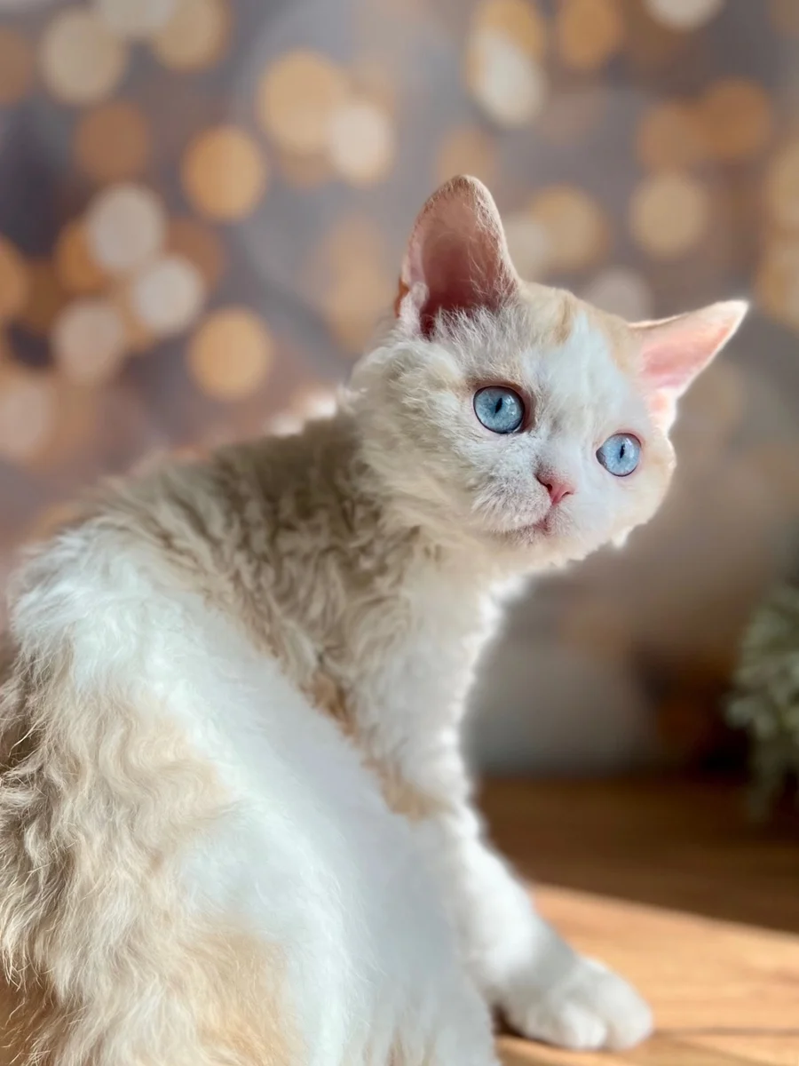 Argos Allada Cat — канонический портрет